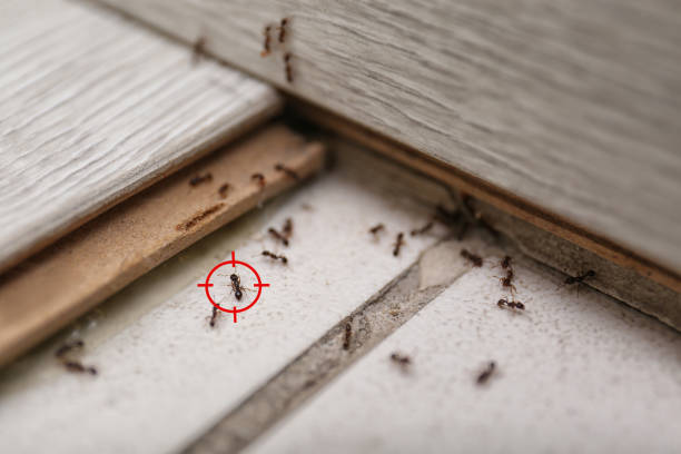 Best Affordable Pest Control Services  in New Castle, CO