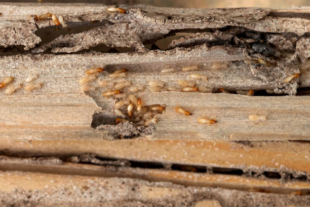Spider Control Near Me in New Castle, CO