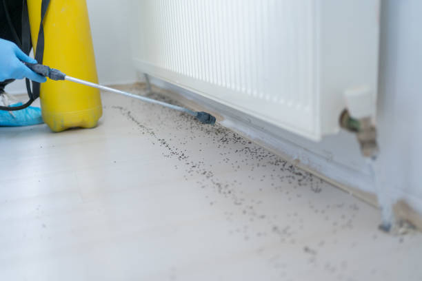 Best Ant Control Services  in New Castle, CO